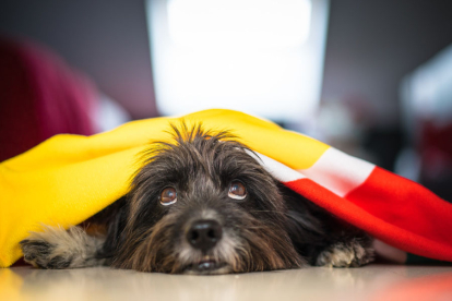 Новогодние салюты ежегодно оставляют более 100 питомцев без дома в Новосибирске