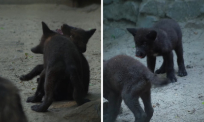 Игривые и любопытные: милое видео с волчатами показал Новосибирский зоопарк