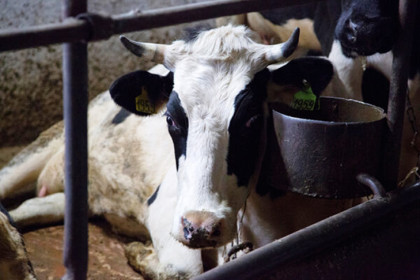 Эффективность принимаемых мер подтверждена: новые случаи заболевания пастереллезом в регионе не выявлены