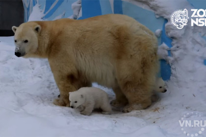 Белые медвежата вышли погулять в Новосибирском зоопарке