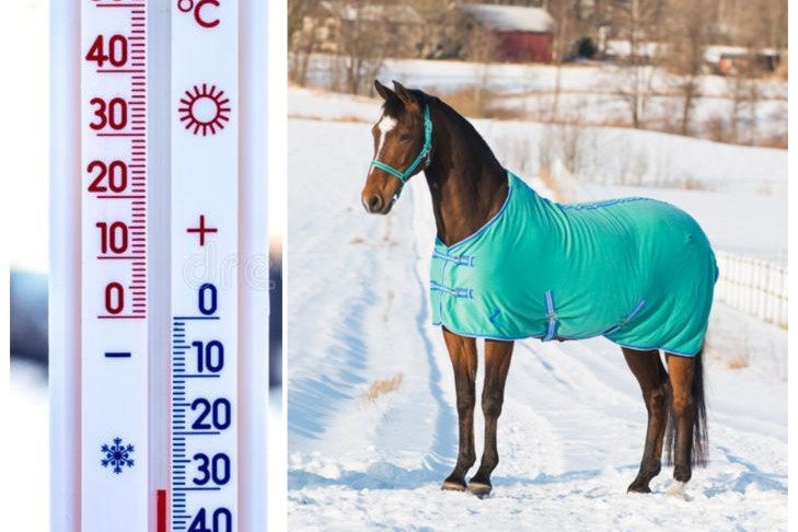 О зимних нарядах для лошадей рассказали в Новосибирском зоопарке