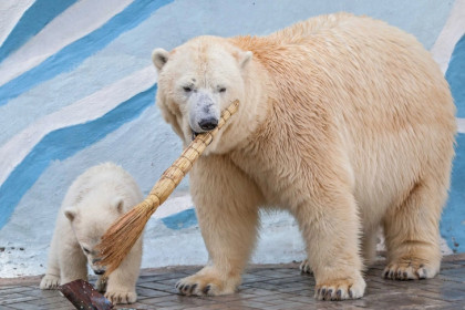 Новосибирский зоопарк ищет имя для нового медвежонка Кая и Герды