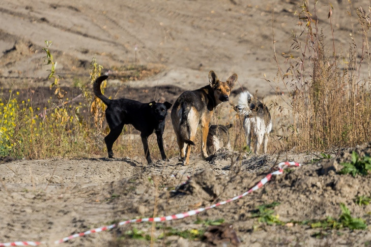 Восемьдесят тысяч за двух покусанных детей заплатил хозяин собаки в Чанах
