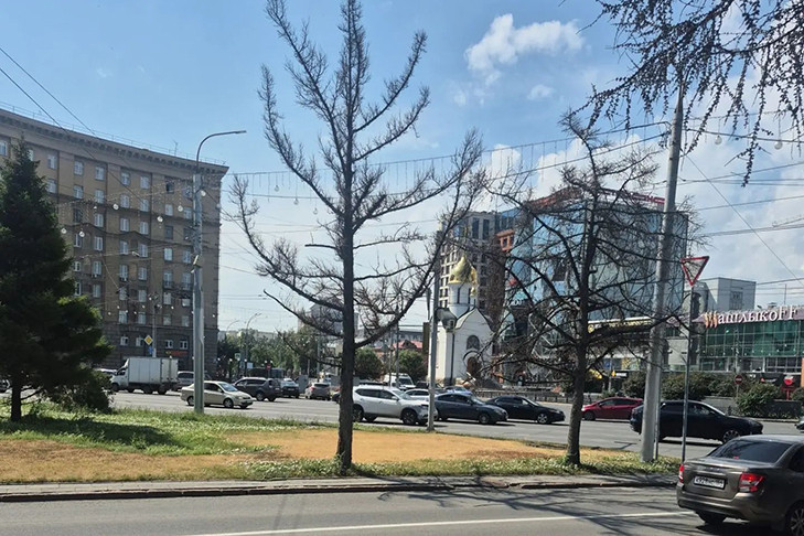 Опасные сухостои начали сносить в центре Новосибирска