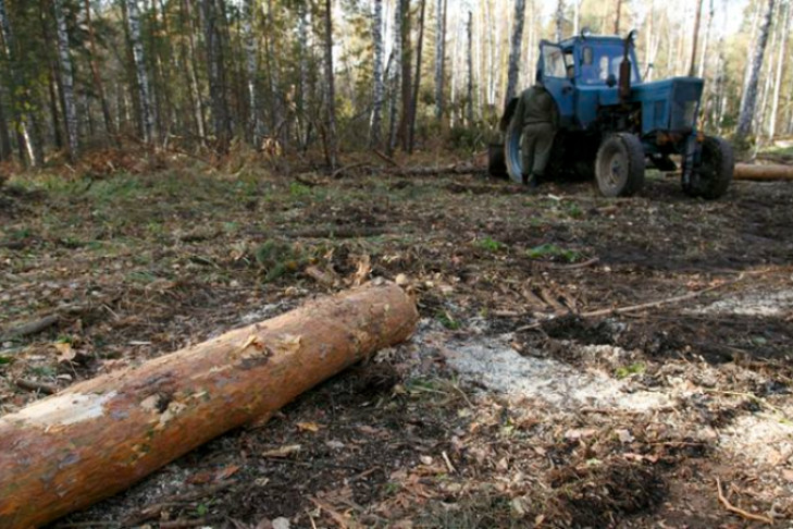 Женщина-лесоруб пойдет под суд из-за уничтожения леса в Маслянино