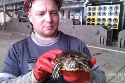 Замерзшую черепаху выловили в Новосибирской ГЭС