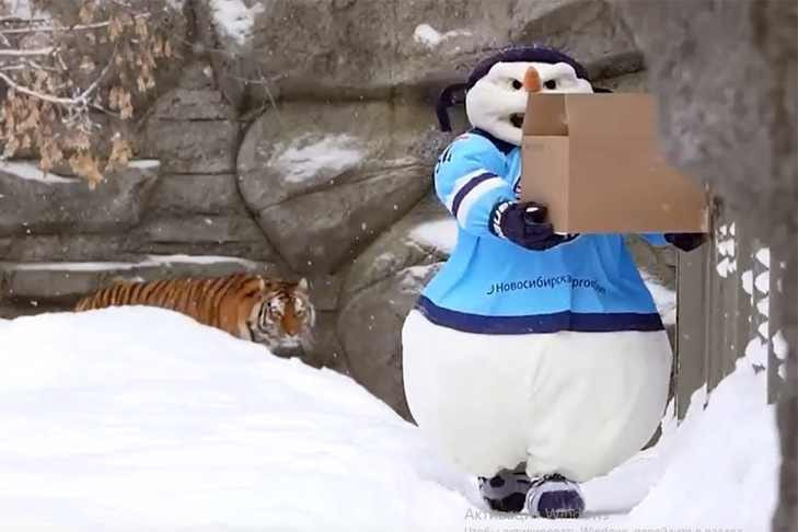 Крадущийся тигр, затаившийся Снеговик – маскот ХК «Сибирь» залез в клетку со зверем после поражения от «Амура»