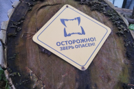 Новосибирские ученые прокомментировали массовый отстрел медведей на Алтае
