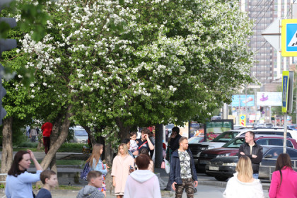 Цветущие яблони заполонили Новосибирск – фоторепортаж
