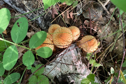 Шипастый гриб-паразит повстречала жительница Новосибирска в лесу