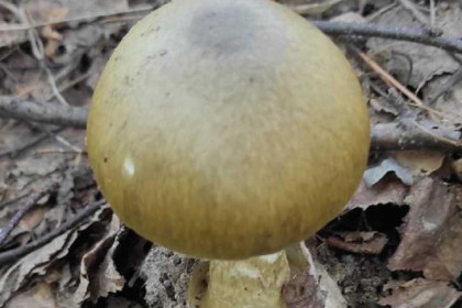 Редкий смертельный гриб найден под Новосибирском