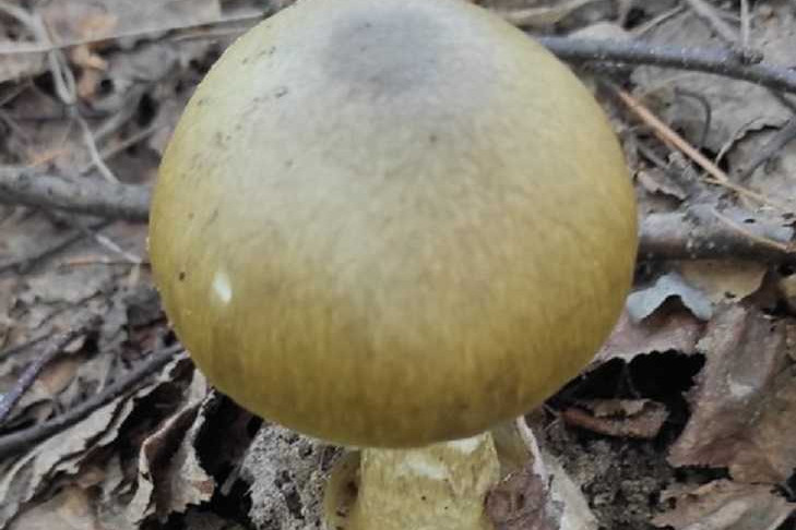 Редкий смертельный гриб найден под Новосибирском