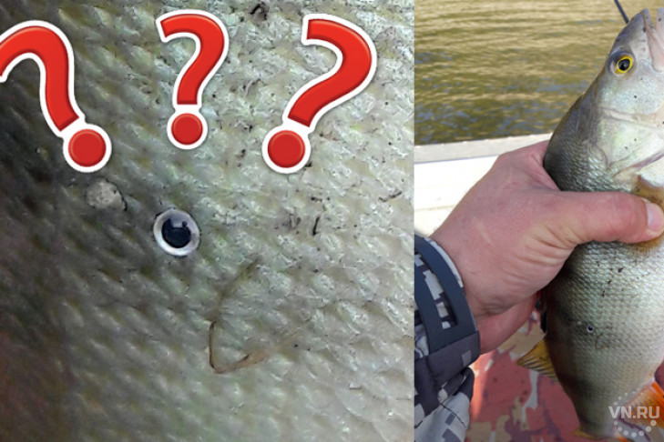 Окуня с тремя глазами поймал рыбак из Новосибирска