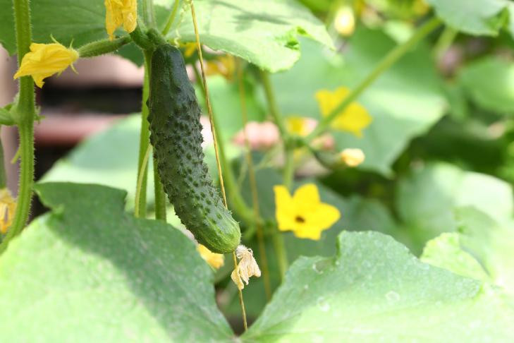 Школьников обвинили в расхищении детских огородов в Новосибирске