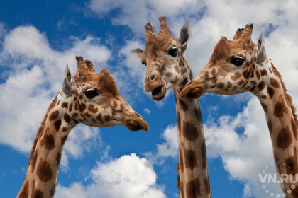 Павильон для жирафов и антилоп построят в новосибирском зоопарке