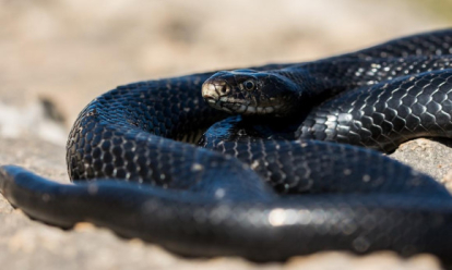 «Не делайте резких движений»: ядовитые змеи заполонили участки новосибирцев