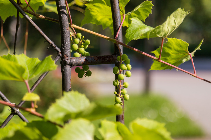 О возможности дожить до 150 лет заявили ученые Новосибирска