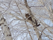 Два морозных дня ждут жителей Новосибирской области в начале февраля
