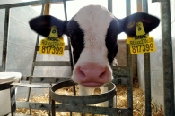 Власти Новосибирска предупредили о фейковых ИИ-видео о ликвидации скота