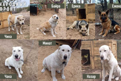 Сбор собачьего корма на СВО объявили в Новосибирске