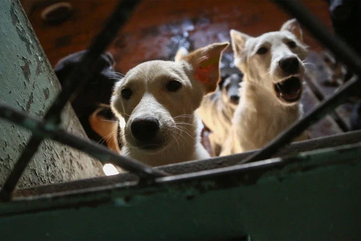 Хозяйку стаи агрессивных собак задержали в Новосибирске