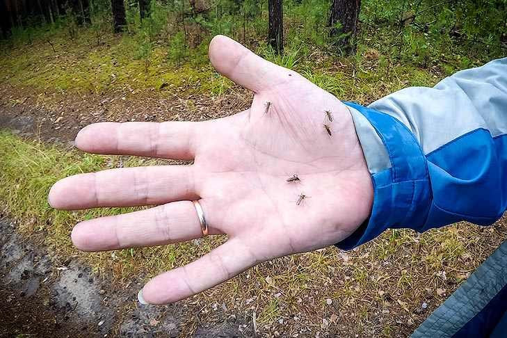 На нашествие комаров жалуются жители ОбъГэса в Новосибирске