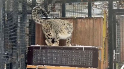 Снежный барс Серебряна переедет из Челябинска в Новосибирский зоопарк