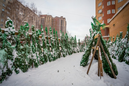 Как выбрать и хранить новогоднюю елку, рассказали ученые института леса в Новосибирске