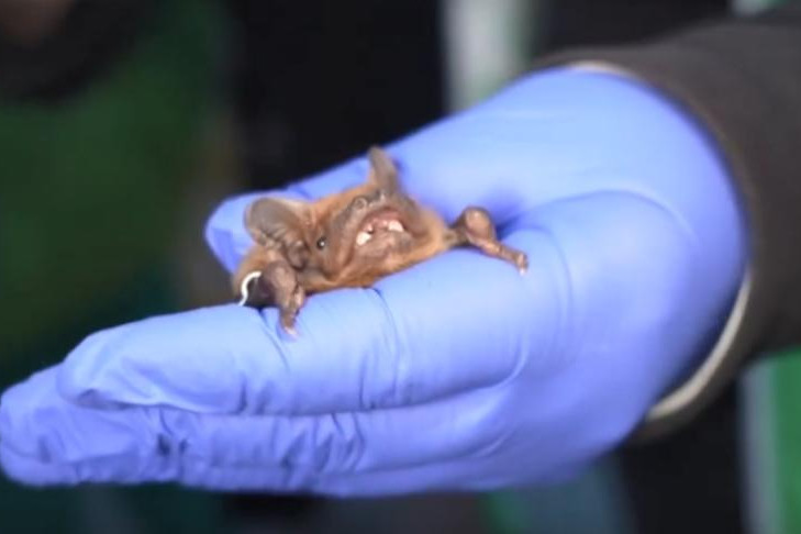 Пятьдесят найденных на балконах летучих мышей выпустили на свободу в Новосибирске