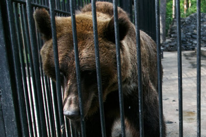 Медведь-убийца ушел от погони в Новосибирской области