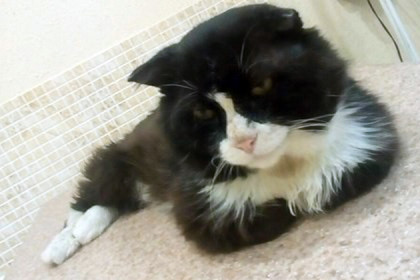 Беззубый кот Батон восемь лет живет с пулями в груди 