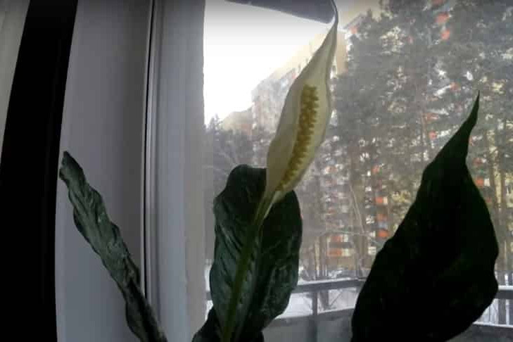 Раскрытие редкого цветка Spathiphyllum снял житель Новосибирска