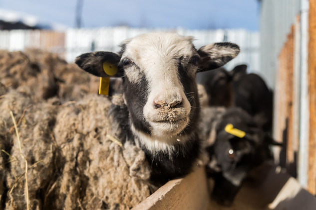 Срок начала метеорологической весны в Новосибирске назвали синоптики