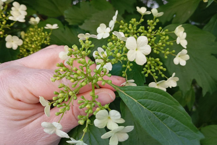 О заморозках до -3 и новой примете в Новосибирске предупредили ученые СО РАН