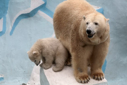 Почему белые медведи не любят купаться в дождь, рассказали в зоопарке