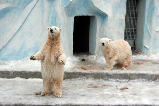 Два белых медвежонка родились у Герды в Новосибирском зоопарке