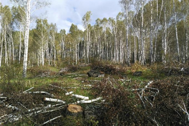 Массовую вырубку леса обнаружили в бассейне реки Издревая