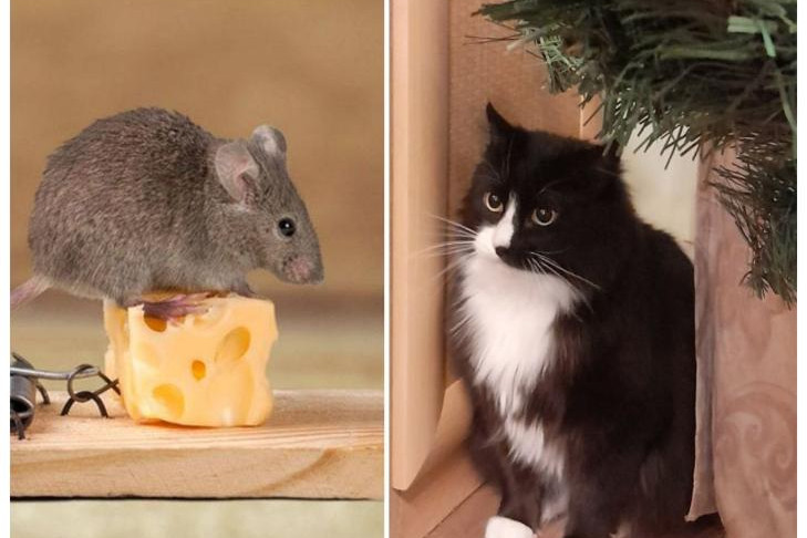 О бесполезности домашних кошек в борьбе с мышами рассказал биолог Яновский