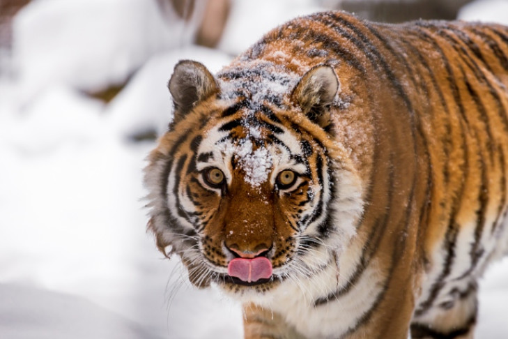 Оттепель в ноябре не дает уснуть животным в Новосибирском зоопарке