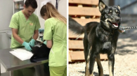 Щенка Старлея со сломанными костями спасли бойцы в зоне СВО