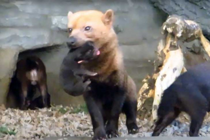 Собака Долли показала крошечных малышей в Новосибирском зоопарке