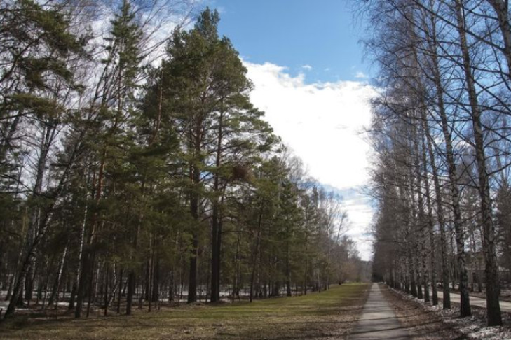 Клещи искусали тысячу человек в Новосибирской области