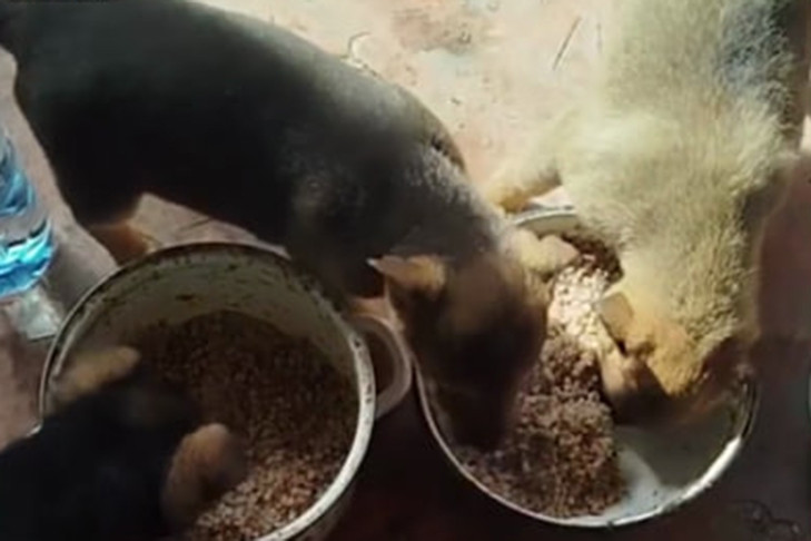 Новосибирские мотострелки на СВО взяли под опеку Михалыча, Чику и Мухтара