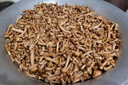 Второй слой опят накрыл Новосибирскую область в конце сентября-2025