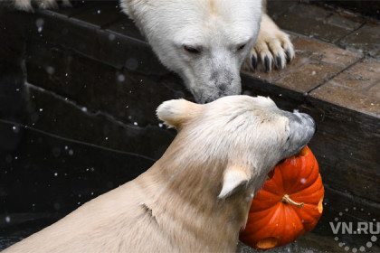 Приближение зимы обрадовало белых медведей в Новосибирске