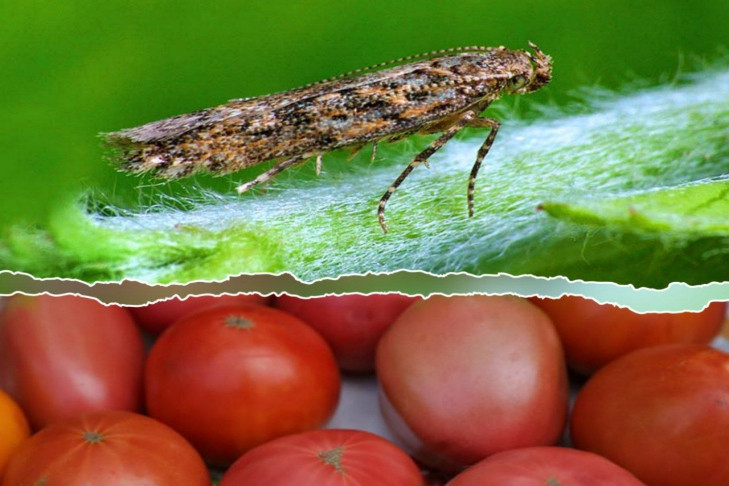 Узбекские помидоры с томатной молью уничтожили в Новосибирске