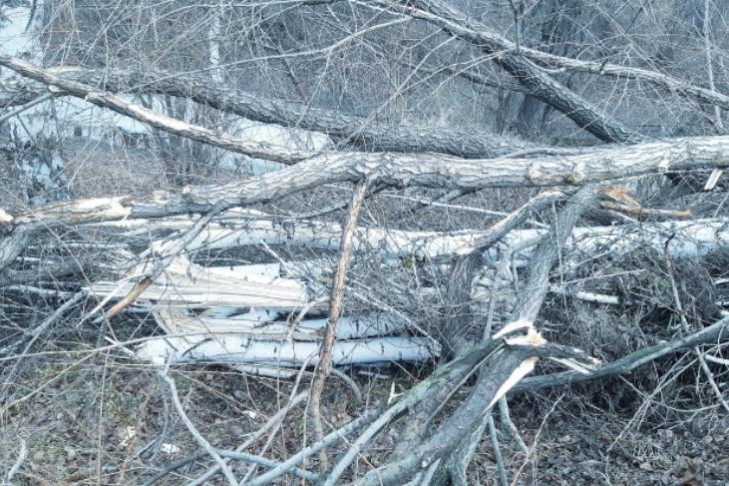 Вырубку в Бугринской роще ради лыжни прекратили после скандала в Новосибирске