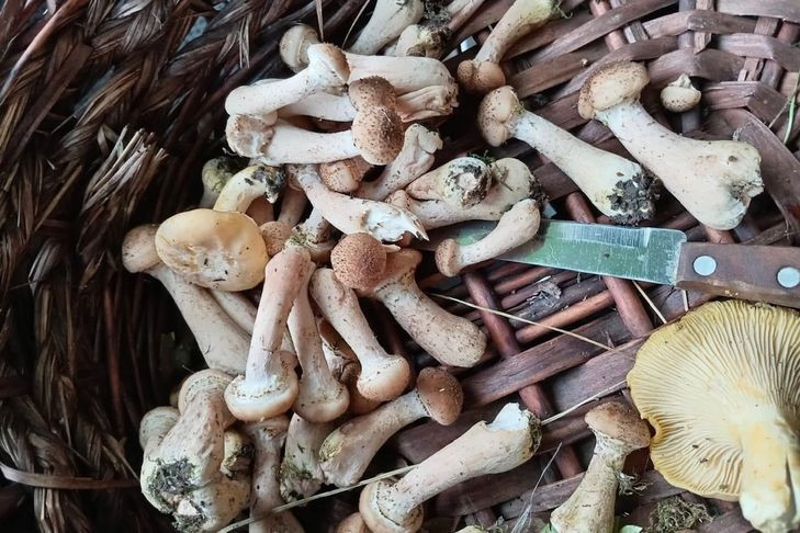 Первые осенние опята выросли под Новосибирском