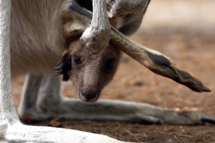 Крошки Ру вылезли из сумок кенгуру в Новосибирском зоопарке