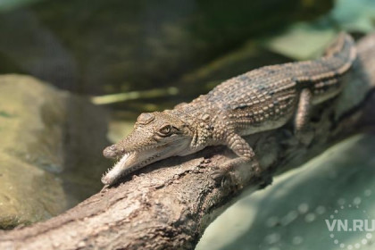 Крокодила-людоеда привез в сумке новосибирец